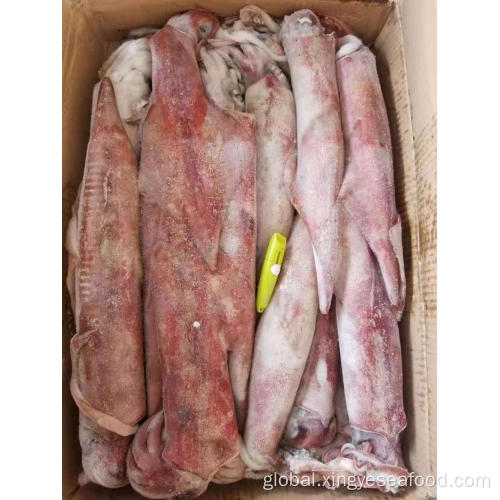 Best Quality Frozen Squid Whole Round Frozen Squid Whole Round Uroteuthis Chinensis 22-29cm Factory